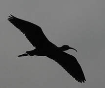 Glossy Ibis