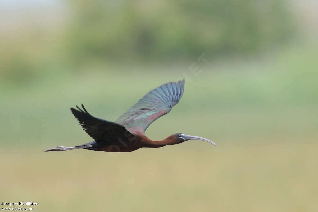 Glossy Ibisadult, Flight