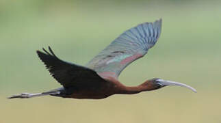 Glossy Ibis