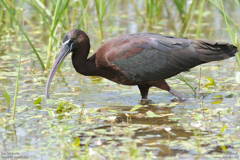 Ibis falcinelleadulte nuptial