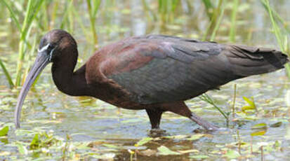 Ibis falcinelle