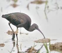 Glossy Ibis