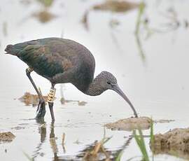 Ibis falcinelle