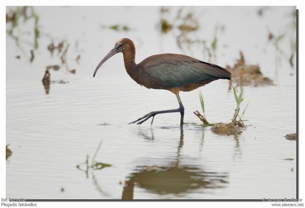 Ibis falcinelleadulte internuptial