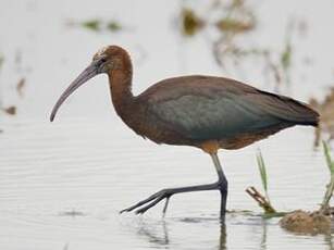 Ibis falcinelle