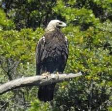 Aigle ibérique