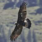 Aigle royal