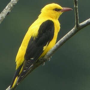 Loriot Deurope Oriolus Oriolus