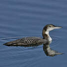 Plongeon imbrin