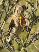 Linotte mélodieuse