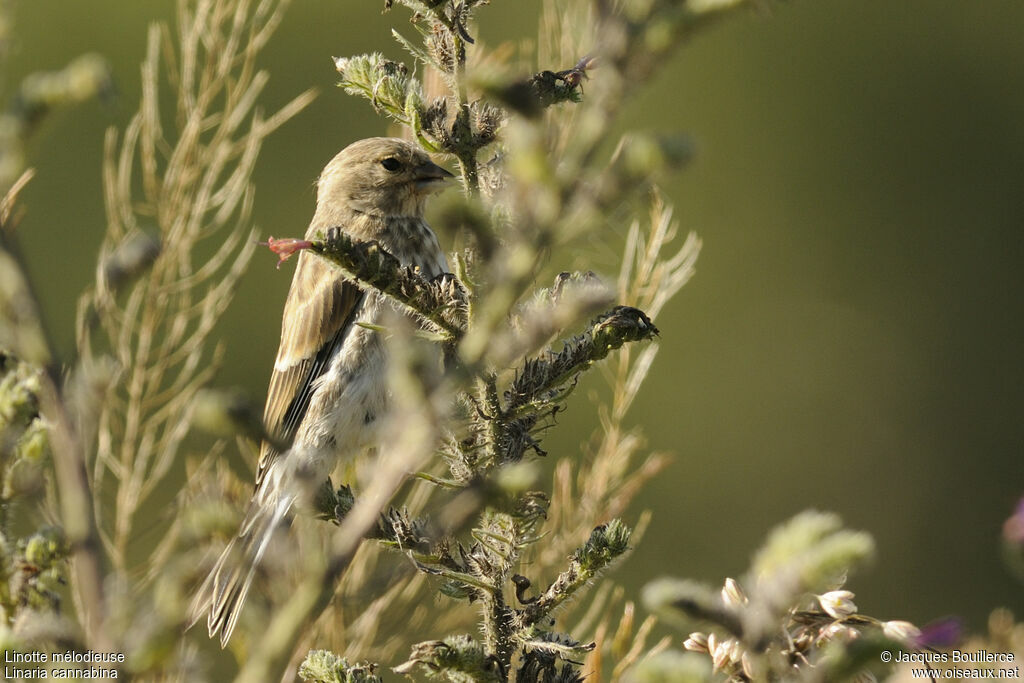 Linotte mélodieuse femelle adulte