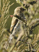 Common Linnet