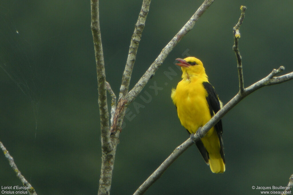 Eurasian Golden Orioleadult, song