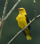 Eurasian Golden Oriole