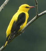 Eurasian Golden Oriole