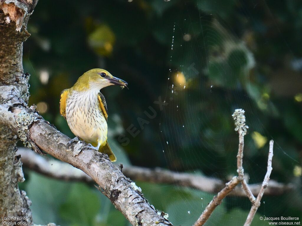 Eurasian Golden Oriole