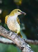 Eurasian Golden Oriole