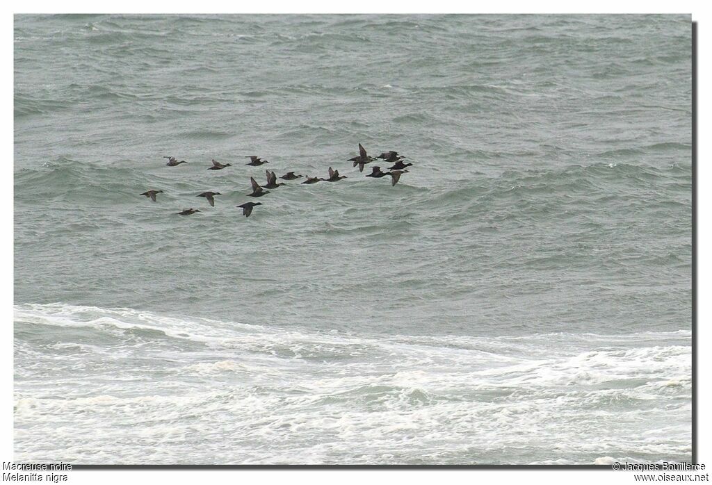 Common Scoter adult