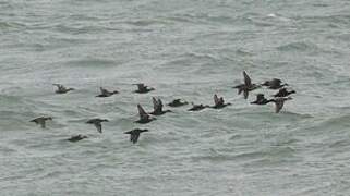 Common Scoter