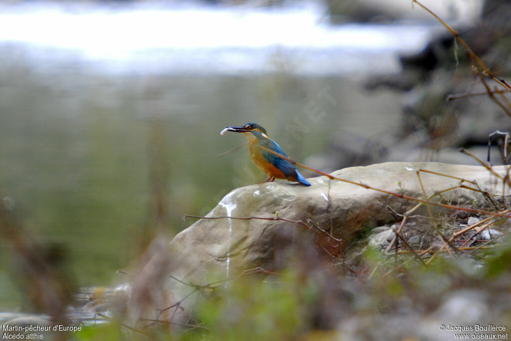 Common Kingfisher