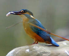 Common Kingfisher