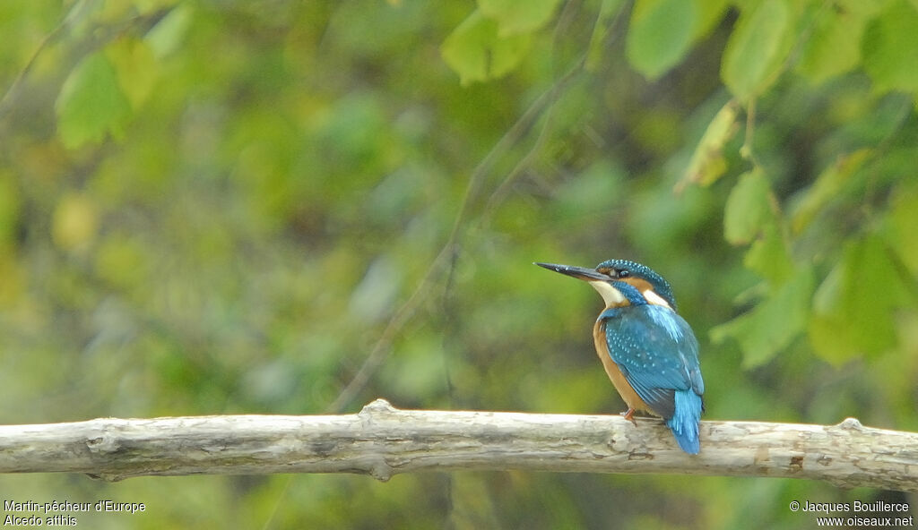 Common Kingfisher