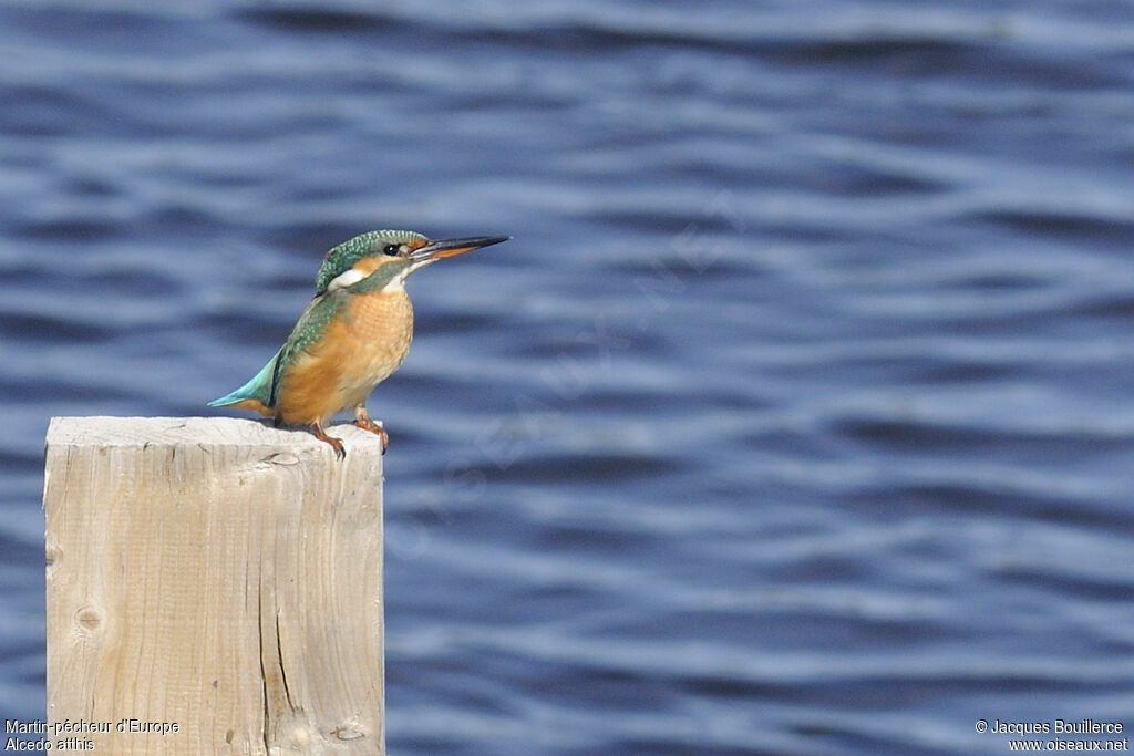 Common Kingfisher