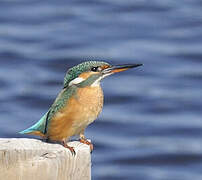 Common Kingfisher