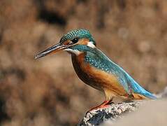 Common Kingfisher