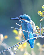 Common Kingfisher