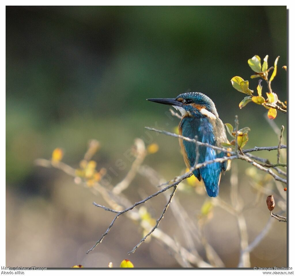 Common Kingfisher male adult