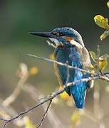 Common Kingfisher