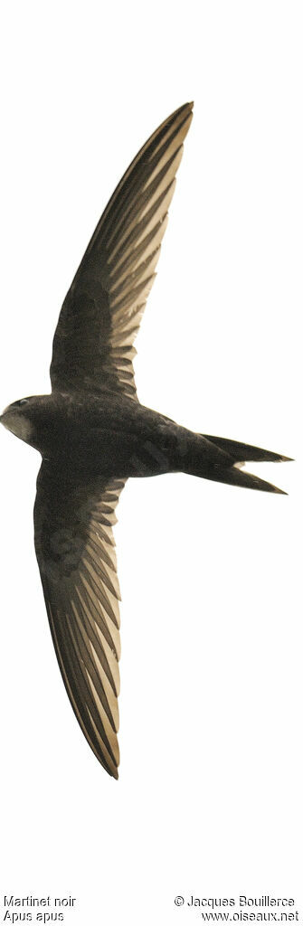 Common Swift