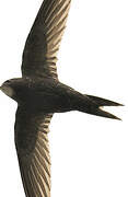 Common Swift