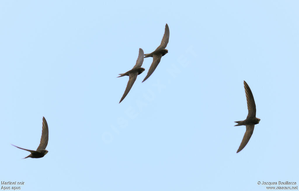 Common Swift