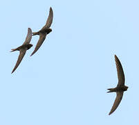 Common Swift