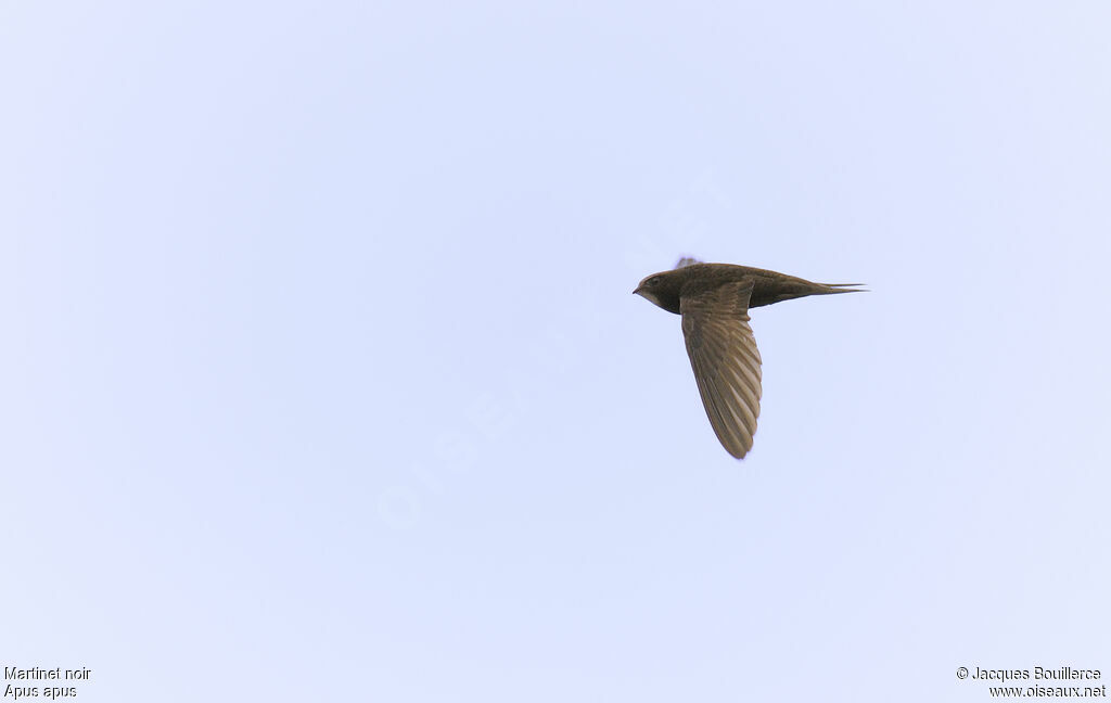 Common Swift