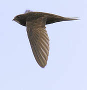 Common Swift