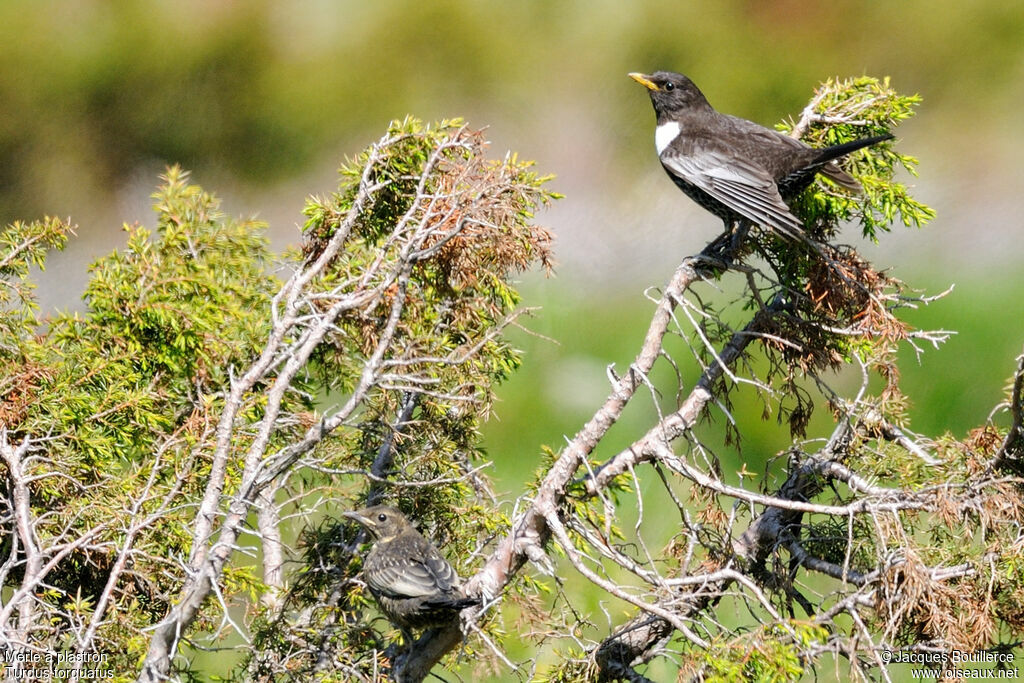 Merle à plastronjuvénile