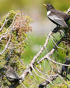 Ring Ouzel