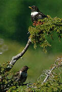 Ring Ouzel