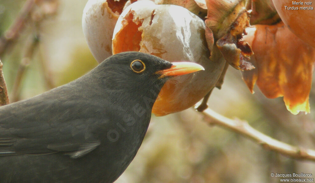 Common Blackbird