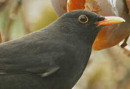 Common Blackbird