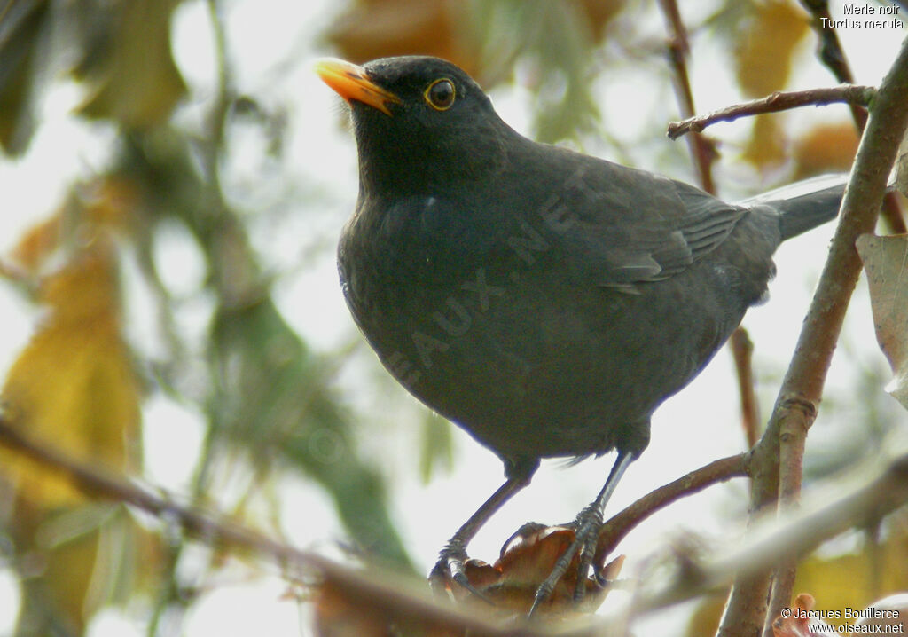 Common Blackbird