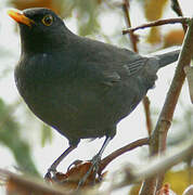 Common Blackbird