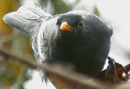 Common Blackbird