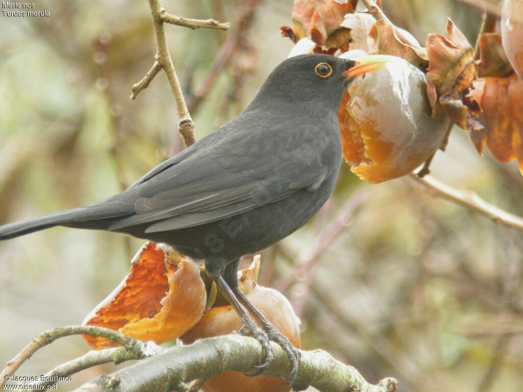 Common Blackbird male