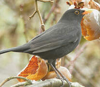 Common Blackbird