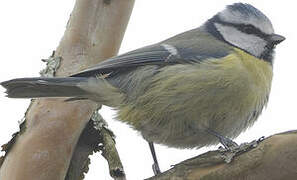 Mésange bleue