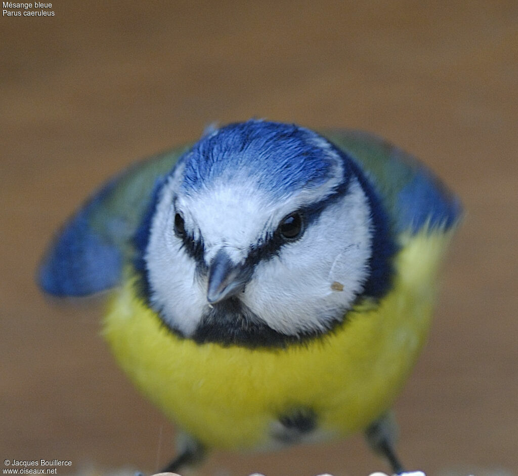 Mésange bleue